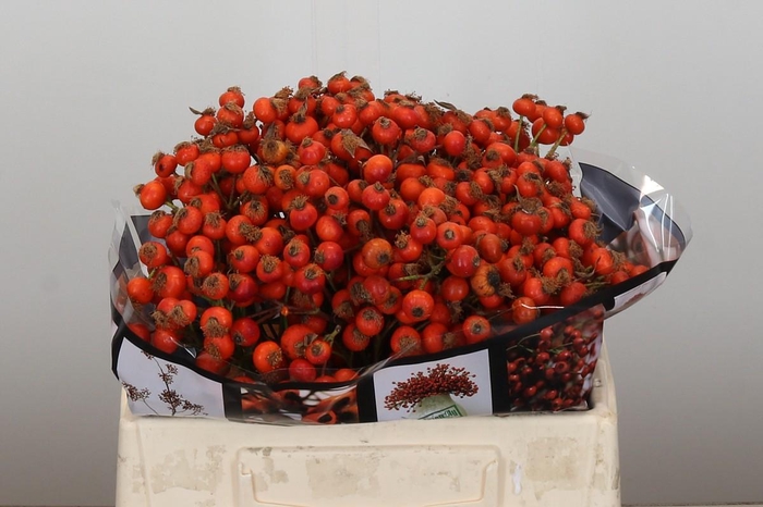 Rozenbottel Sunset Hiphop