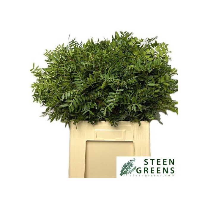 <h4>PISTA OV BLAD</h4>