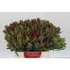 Leucadendron Highlight