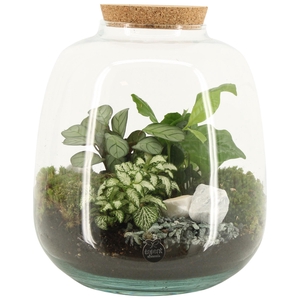 90425: Terrarium arrangement