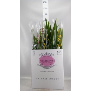 Cymbidium   ...mix