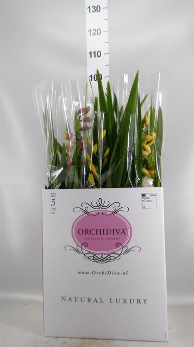 <h4>Cymbidium ...mix</h4>