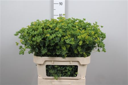 <h4>Bupleurum Rotundifol</h4>