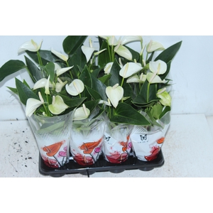 ANTHURIUM BRANCO P06