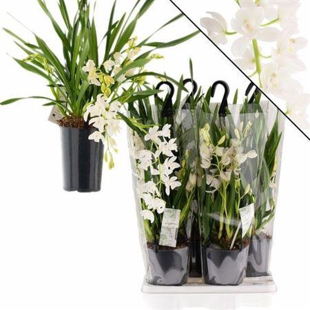 <h4>Cymb Ice Cascade 3 Branches +++</h4>