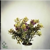 .Hebe andersonii variegata