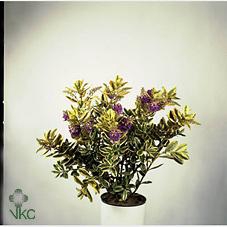.Hebe andersonii variegata