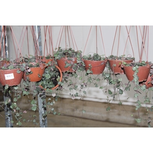 CEROPEGIA WOODII C13