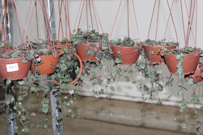 <h4>CEROPEGIA WOODII C13</h4>