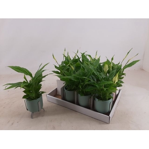 Spathiphyllum Chopin 6,5Ø 20cm 4fl