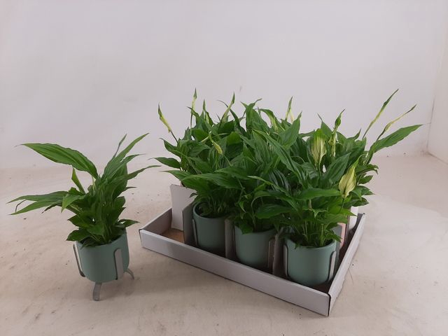 Spathiphyllum Chopin 6,5Ø 20cm 4fl