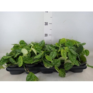 Scindapsus pictus 'Argyraeus'