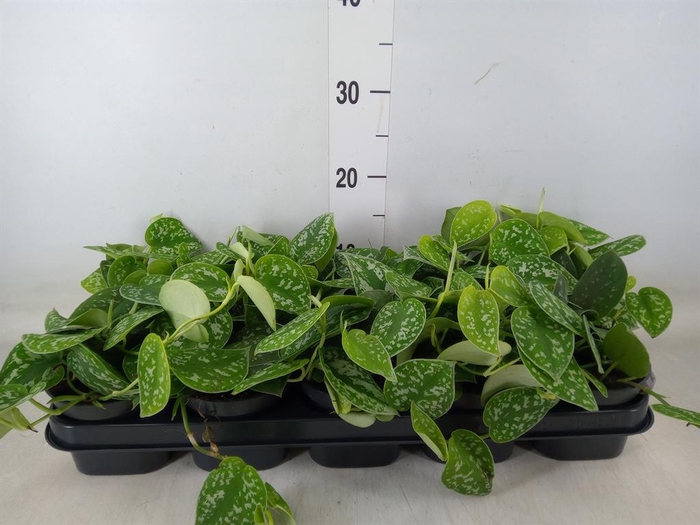 <h4>Scindapsus pictus 'Argyraeus'</h4>