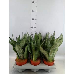 Sansevieria zeylanica