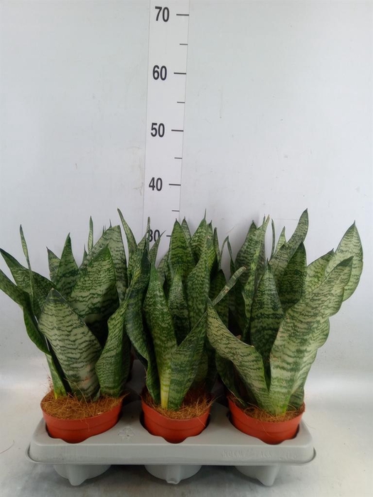 <h4>Sansevieria zeylanica</h4>