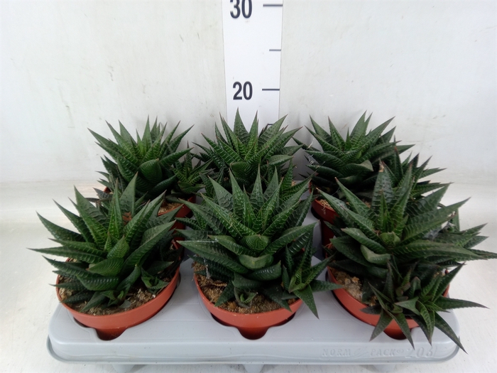 <h4>Haworthia limifolia</h4>