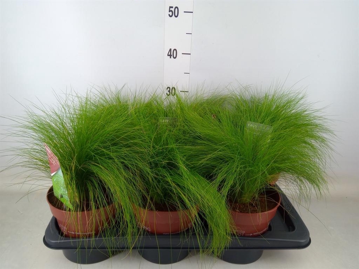 <h4>Stipa tenuifolia</h4>