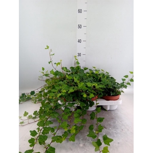 Hedera helix 'Wonder'