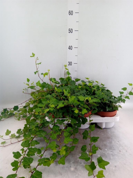 <h4>Hedera helix 'Wonder'</h4>
