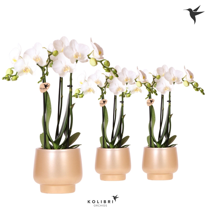 <h4>Kolibri Orchids Phalaenopsis white 3 spike in Scandic pot gold</h4>