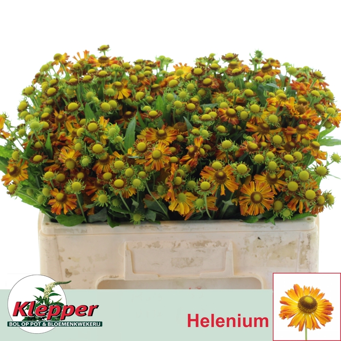 <h4>HELEN ORANGE BEAUTY</h4>