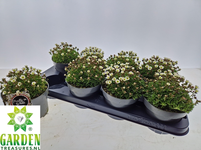 <h4>SAXIF ARENDSII</h4>