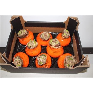 Amaryllis Bol Oranje