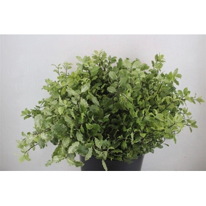 Pittosp Nevato Wit 150gr P Bunch