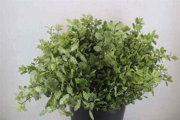 <h4>Pittosp Nevato Wit 150gr P Bunch</h4>