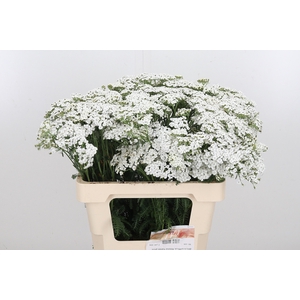 Achillea White Beauty