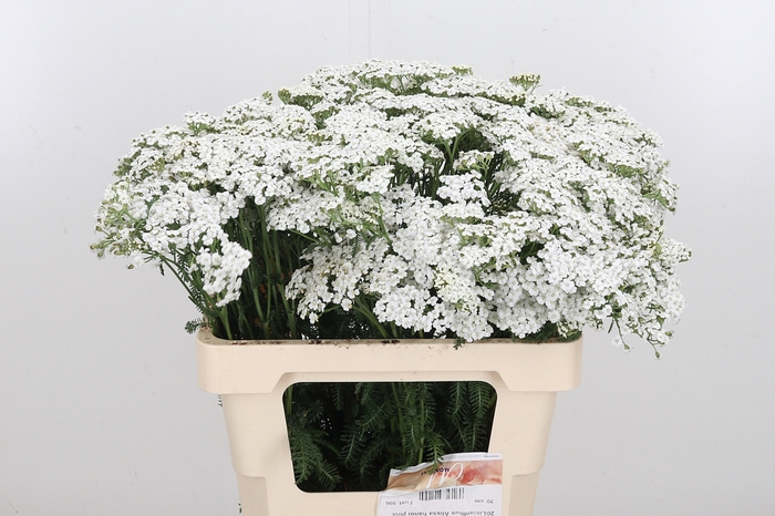 <h4>Achillea White Beauty</h4>