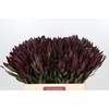 Leucadendron Saf Sunset Dark R.