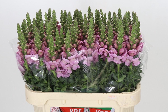 <h4>Antirrhinum Maryland lavender</h4>