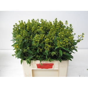 LYSIM VULGARIS