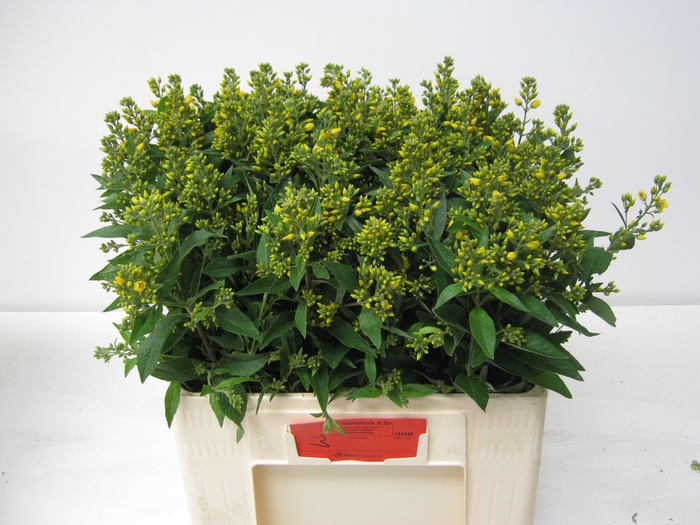 <h4>LYSIM VULGARIS</h4>