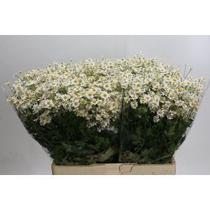 Tanacetum Single Vegmo