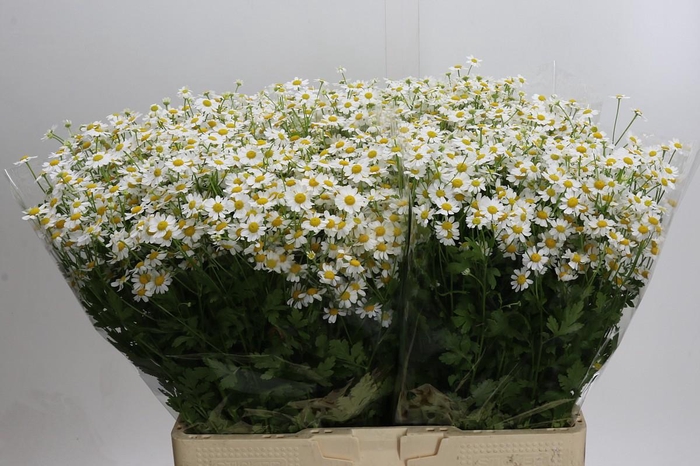 <h4>Tanacetum Single Vegmo</h4>