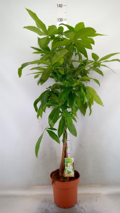 <h4>Pachira aquatica</h4>