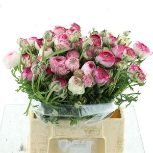 Ran El White Sfumato N L