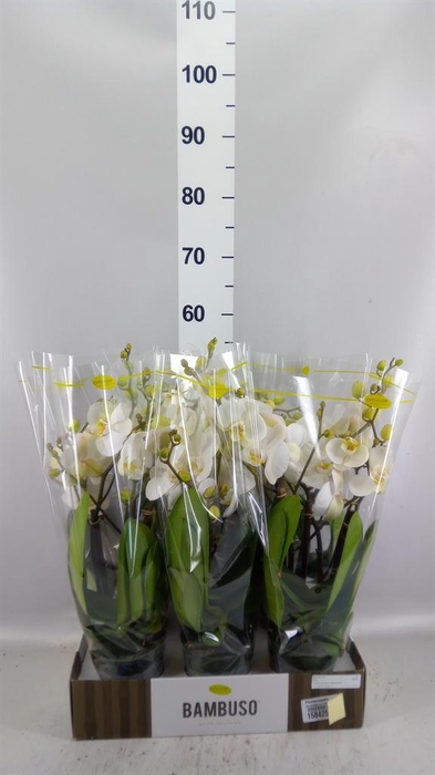 <h4>Phalaenopsis   ...white</h4>