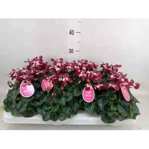 Cyclamen KL 'Djix'