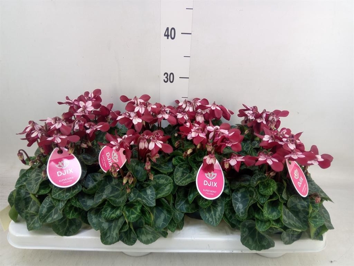 <h4>Cyclamen KL 'Djix'</h4>