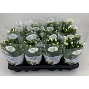 Schlumbergera   ...