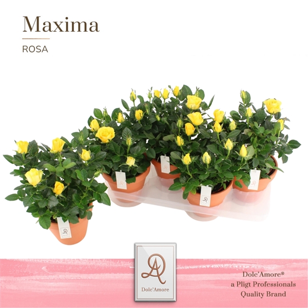 <h4>Potroos Infinity Yellow P14 Dolc'Amore® Terracotta Keramiek</h4>