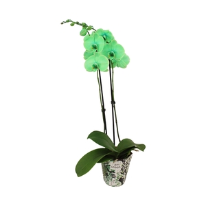 Potcover I Am Green Phal I Am Green 2T14+