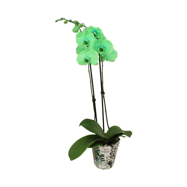 <h4>Potcover I Am Green Phal I Am Green 2T14+</h4>