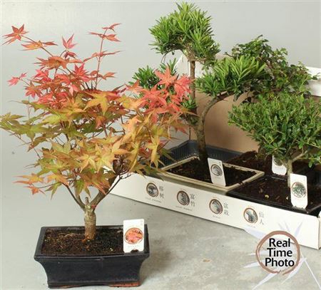 <h4>Bonsai Gem</h4>