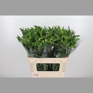 Alstroemeria Virginia 75 Gram