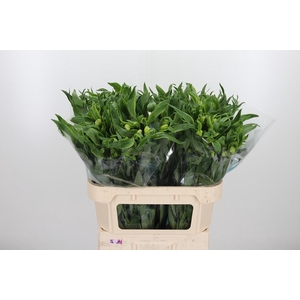 Alstroemeria Virginia 75 Gram