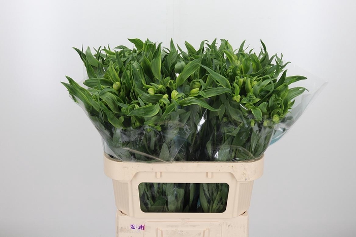 <h4>Alstroemeria Virginia 75 Gram</h4>